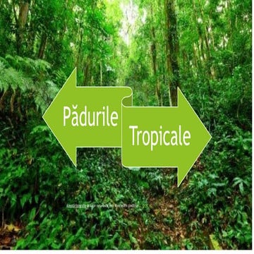 Pădurile tropicale.pptx - aspecte ale padurilor tropicale | PPTX