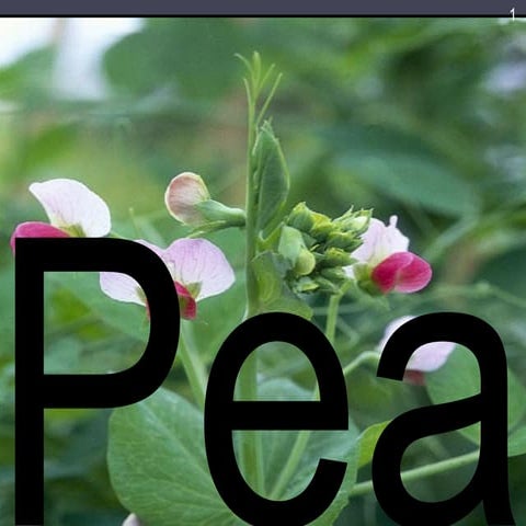 Pea