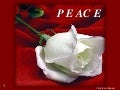 Peace