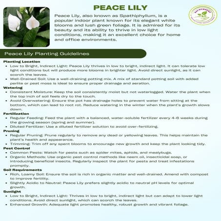 Peace Lily Plant in Sydney: A Beautiful, Air-Purifying Addition to Your  Home | PDF