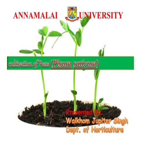 Cultivation of Pea 