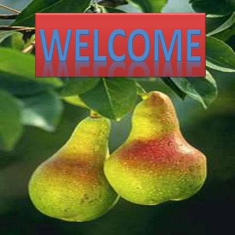 Pear