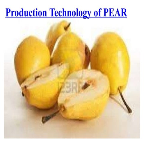 Cultivation Practice of pear in Nepal.pptx
