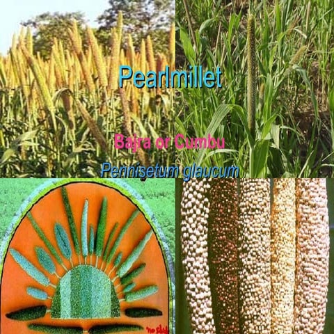 Pearl millet