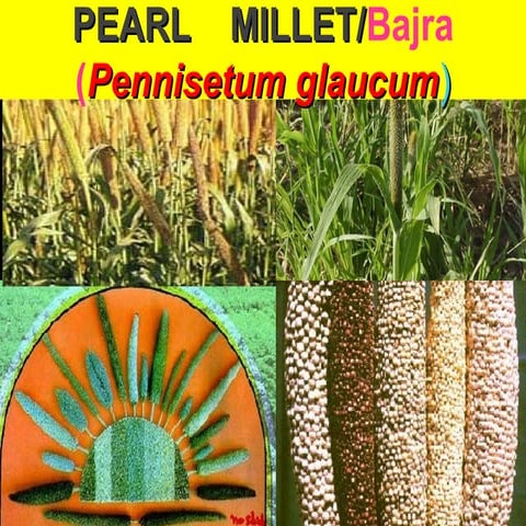 pearlmilleT CROP FOR HIGHER PRODUCTIVITY.ppt