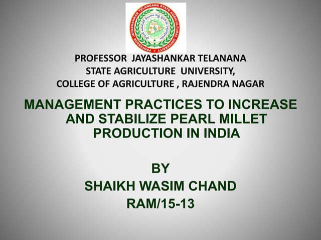 Pearl millet 