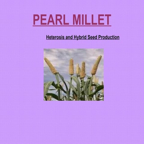 Pearlmillet heterosis and hybrid seed production