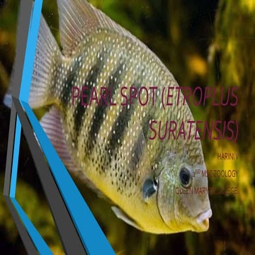 Pearl spot (Etroplus suratensis)