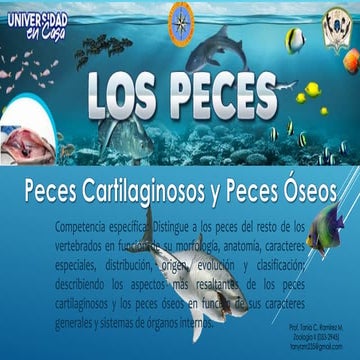 Peces mandibulados: cartilaginosos y óseos