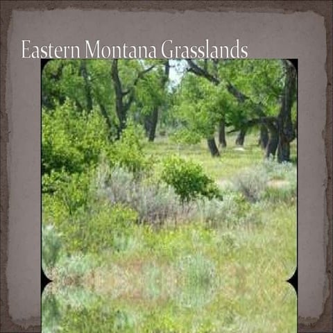 Eastern Montana Grasslands