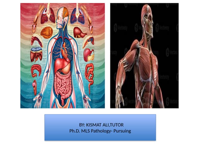 PECTORAL REGION.pptx Human anatomy,Bmls,