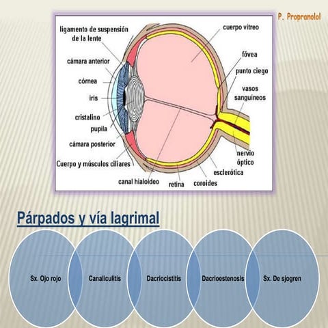 Dacriocisitis - canaliculitis - sindrome de ojo rojo