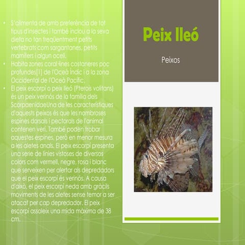Peix lleó