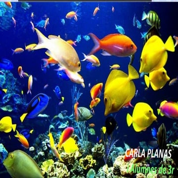 ELS PEIXOS DEL EMM A 3R