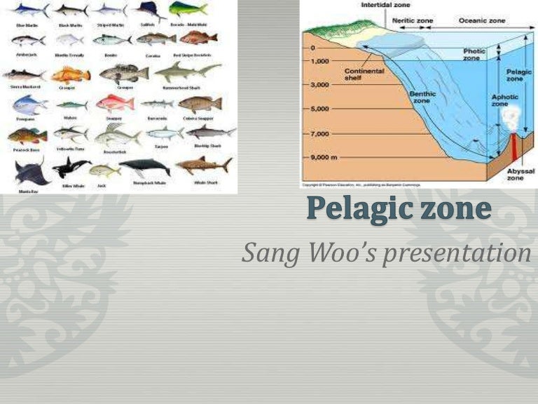 pelagic zone