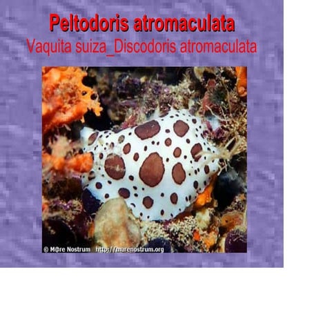 Peltodoris PPT