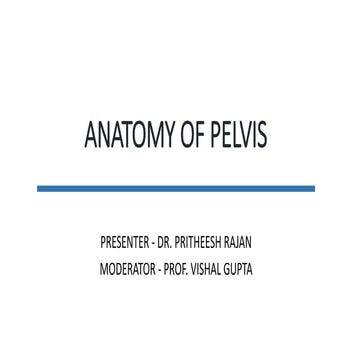 Pelvic anatomy