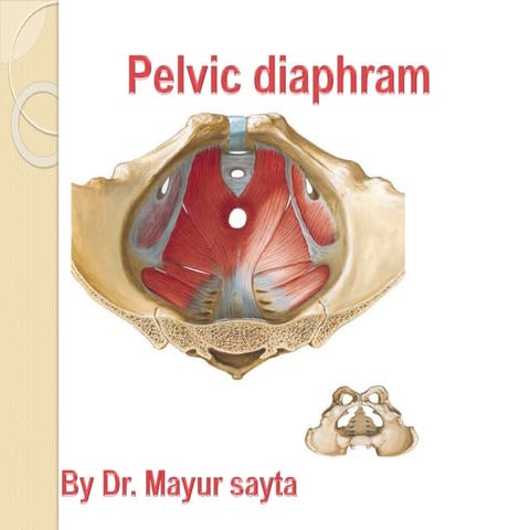 Pelvic diaphragm ppt