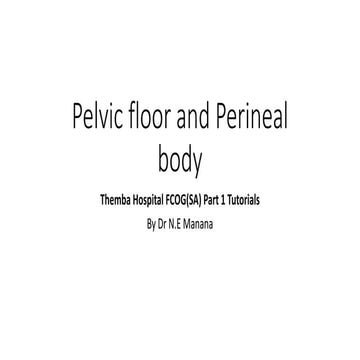 Pelvic floor and perineal body