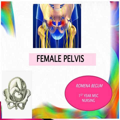 Pelvis