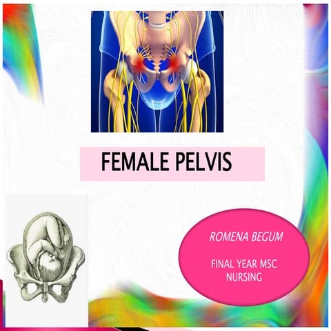 Pelvis
