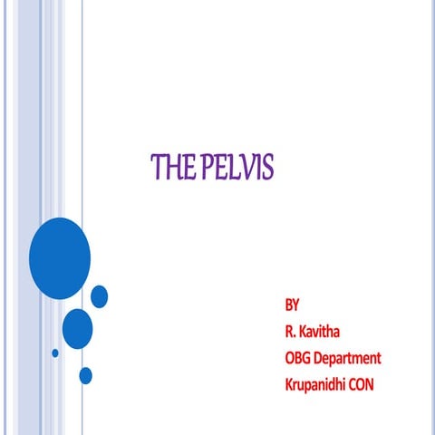 Pelvis