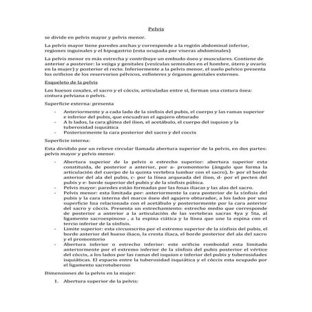 resumen completo de Pelvis-anato/histo/fisiologia.docx