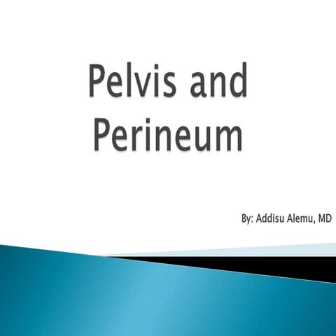 Pelvis and perineum