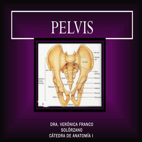Pelvis osea dra. franco