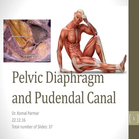 Pelvic Diaphragm
