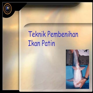 Teknik Pembenihan Ikan Patin