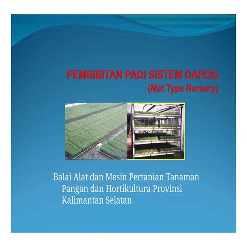Pembibitan Padi Sistem Dapog.pptxAAAAAAAA | PPTX