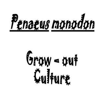 Penaeus monodon grow out culture