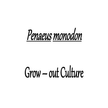 Penaeus monodon grow out culture