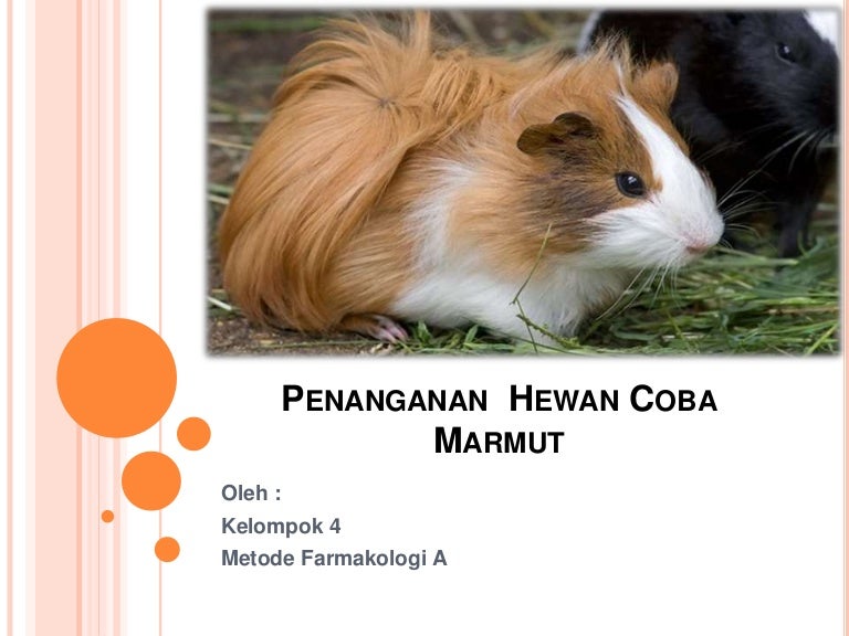 Penanganan Hewan Coba Marmut Cavia Porcellus