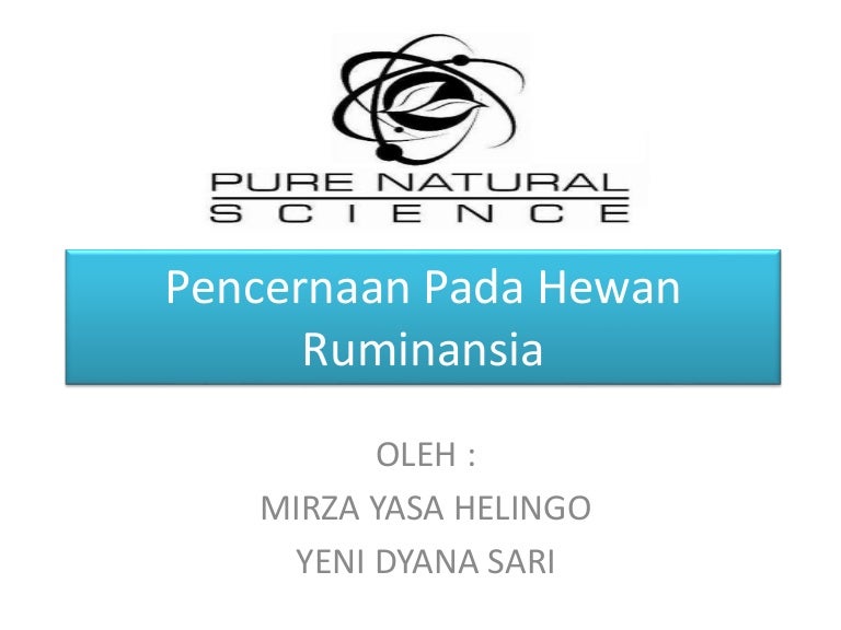 Pencernaan Pada Hewan Ruminansia