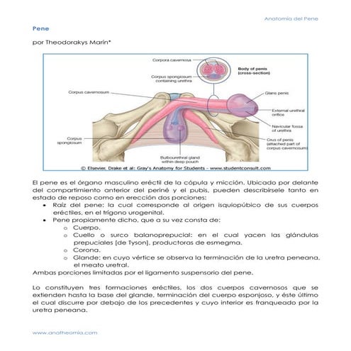 Anatomia Del Pene PPTX