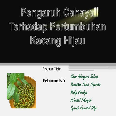 Pengaruh cahaya terhadap pertumbuhan kacang hijau