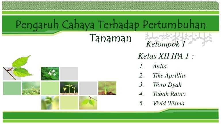 Pengaruh Cahaya Terhadap Pertumbuhan Tanaman