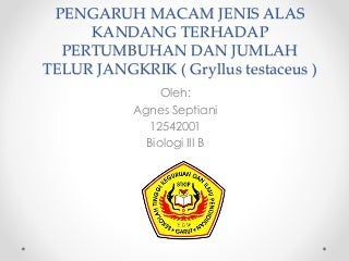 jangkrik kawin