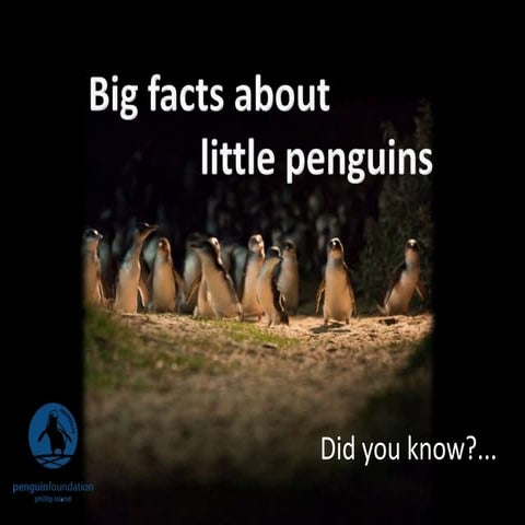 Big facts about little penguins