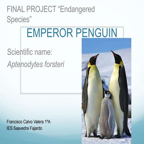 Empereur Penguin  
