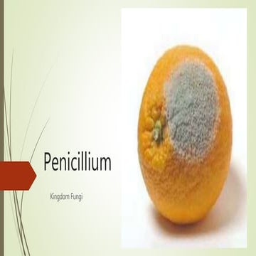 Penicillium
