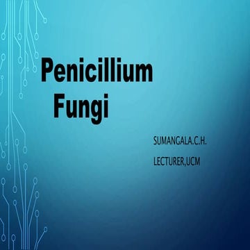 Penicillium fungi  
