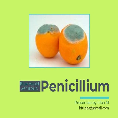Fungi Penicillium ppt