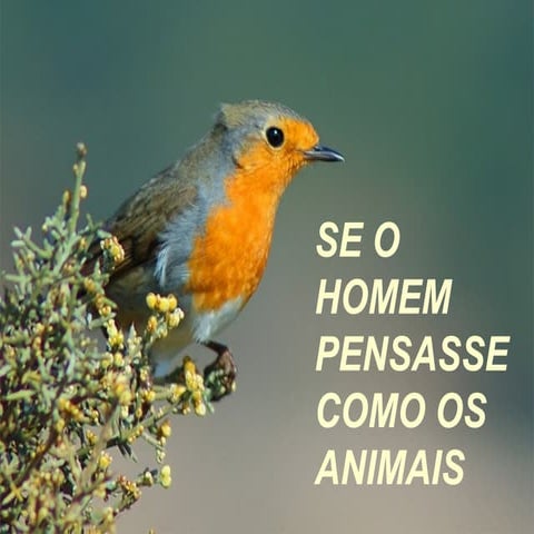 Pensar como os_animais