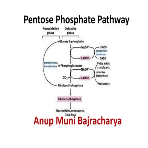 Pentose phosphate pathway (Hexose Monophosphate Pathway)