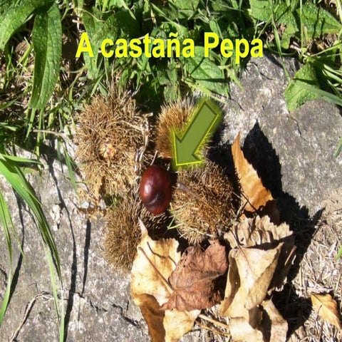 A castaña Pepa
