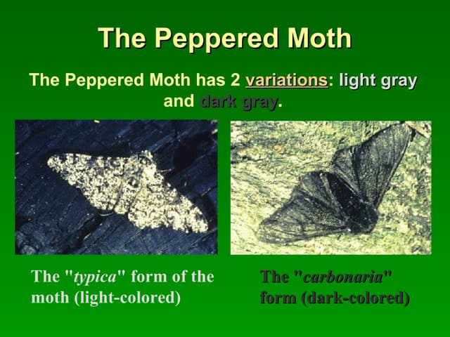  Peppered moth