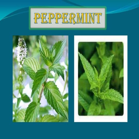 Peppermint